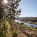 Wild Olive Guest Farm - Hoopoe Chalet the Goukou River
