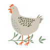 Wild Olive Guest Farm Chicken